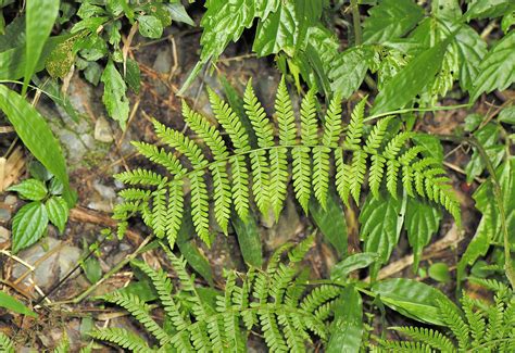 縮羽金星蕨|金星蕨屬 (Parathelypteris) 照顧，種植，繁殖，開花時間